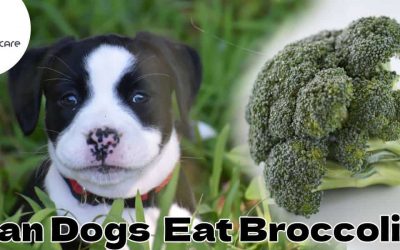 Can Canine Eat Broccoli? – Canine Meals Care