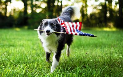 Why Are Canines Fearful of Fireworks? Methods to Assist Your Canine