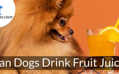 Can Canines Drink Fruit Juice?