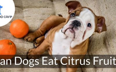 Can Canines Eat Citrus Fruits? Yay or Nay?