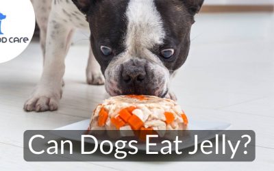 Can Canine Eat Jelly? – Canine Meals Care