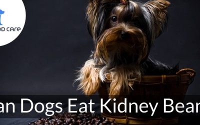 Can Canine Eat Kidney Beans?