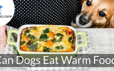 Can Canines Eat Heat Meals?