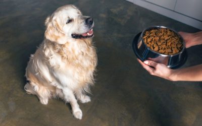 5 Finest Low-Carb Canine Meals: Diminished Carbohydrates for Canines