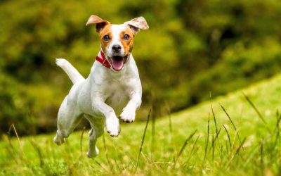 9 Finest Canine Meals for Jack Russell Terriers: Bow Wow!