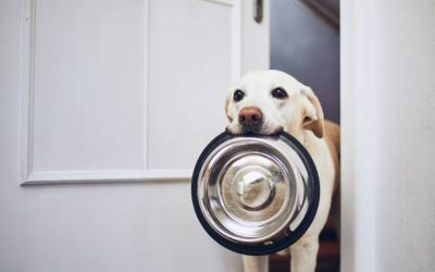Learn how to Select the Proper Meals for Your Canine