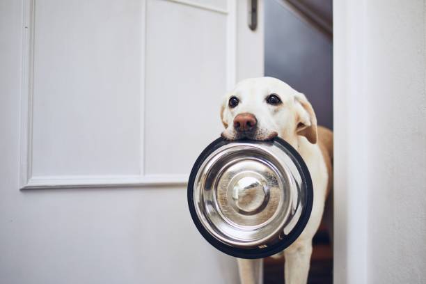 Learn how to Select the Proper Meals for Your Canine