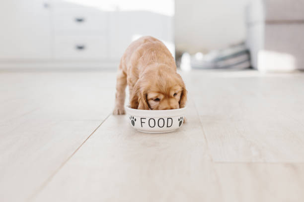 Your Canine’s Food regimen: An Introduction